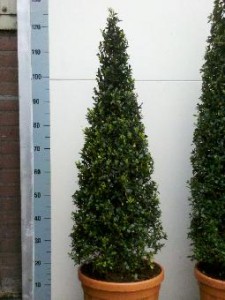 Piramide 100cm hoog