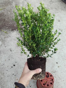 Buxus micr Faulkner aanbieding