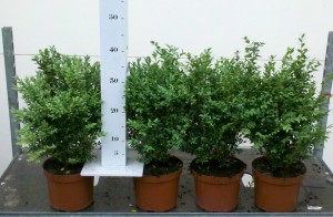 struik 35/40cm boven de pot